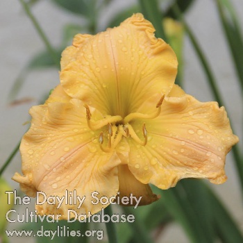 Daylily Westbourne Golden Memories